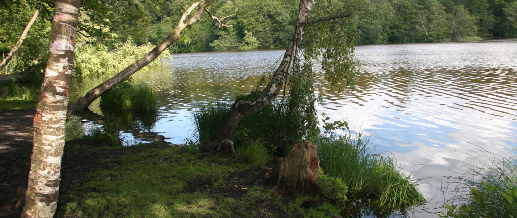 Løje sø i Rude skov