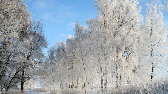 Næbbegaard plantage - vinterbillede - foto af Jean Schweizer