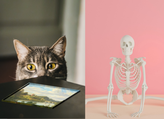 Kat og skelet
