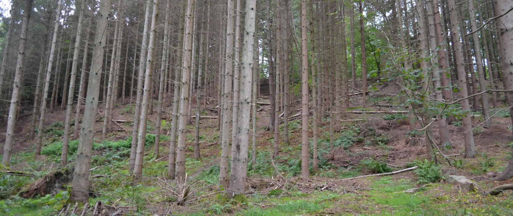 Foto: Højbjerg set gennem træerne