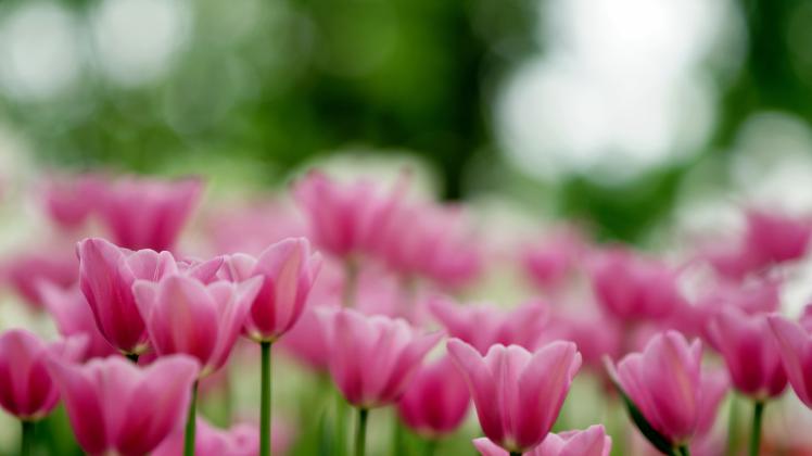Tulipaner
