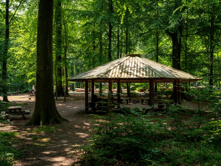 Shelter i skoven